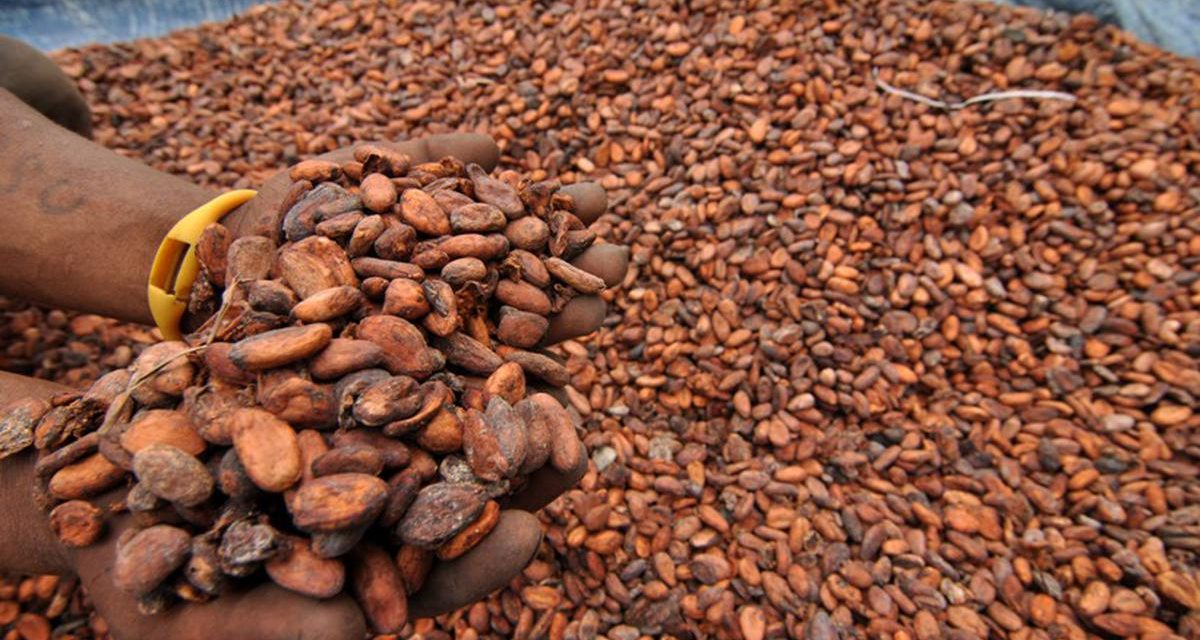 Harga Kakao Melonjak Akibat Gangguan Logistik Di Afrika Barat