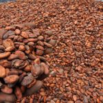 Harga Kakao Melonjak Akibat Gangguan Logistik Di Afrika Barat