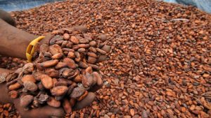 Harga Kakao Melonjak Akibat Gangguan Logistik Di Afrika Barat