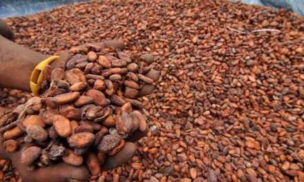 Harga Kakao Melonjak Akibat Gangguan Logistik Di Afrika Barat