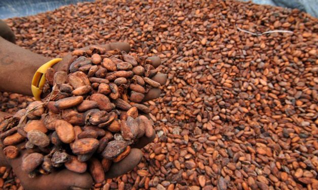 Harga Kakao Melonjak Akibat Gangguan Logistik Di Afrika Barat