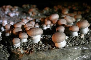 Snack Berbahan Jamur Mycelium Mulai Dipasarkan Secara Massal