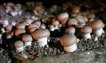 Snack Berbahan Jamur Mycelium Mulai Dipasarkan Secara Massal