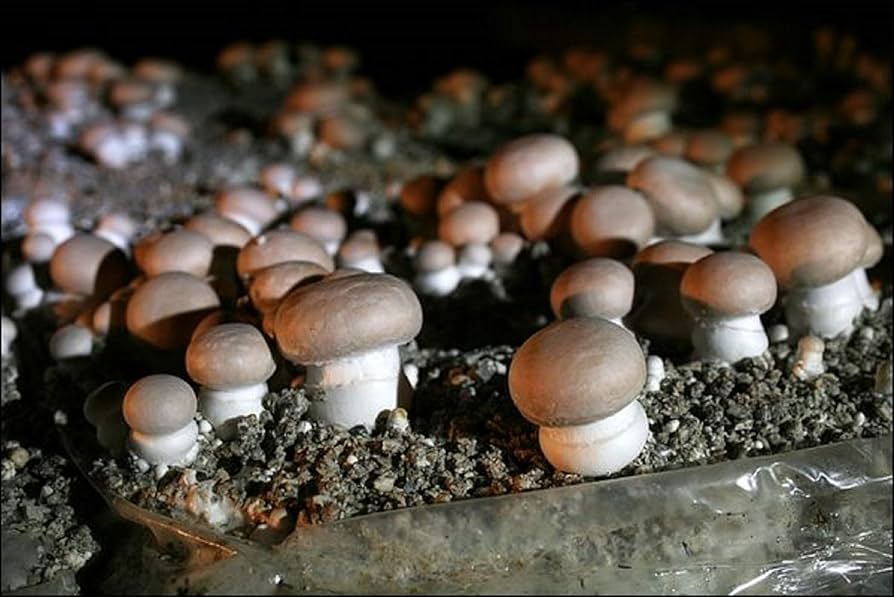 Snack Berbahan Jamur Mycelium Mulai Dipasarkan Secara Massal