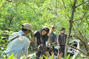 BRGM Perluas Area Pembasahan Gambut Di Pesisir Riau